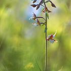 Epipactis palustris