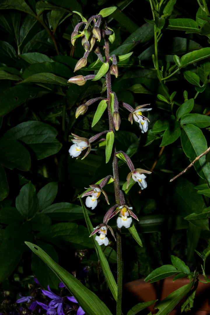 Epipactis palustris