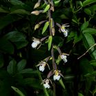 Epipactis palustris