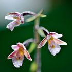 Epipactis palustris