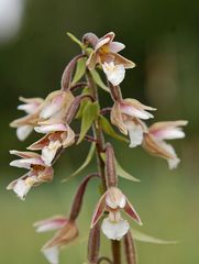 Epipactis palustris - Nordhessen - 2010