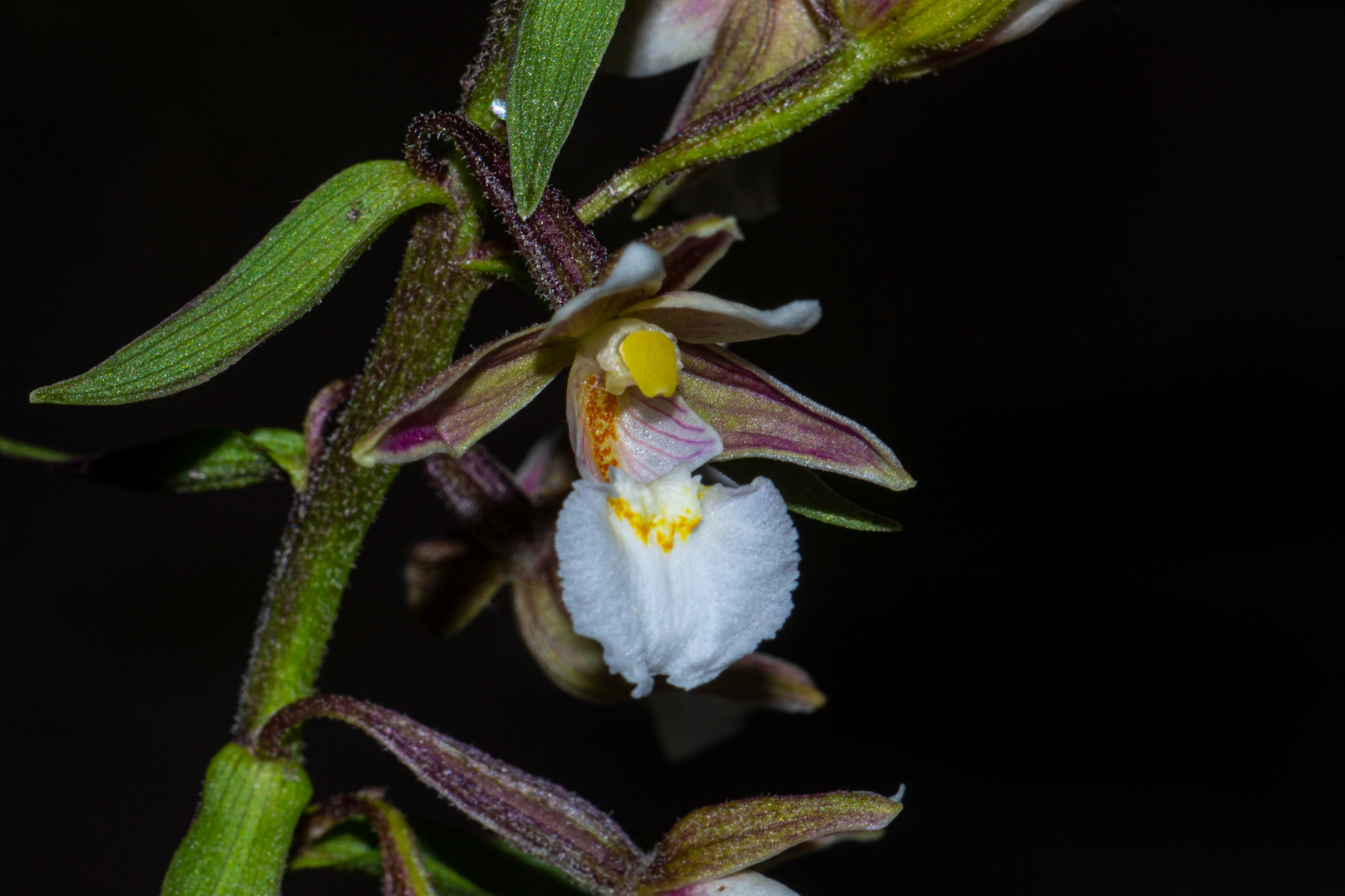 Epipactis palustris, Orchid