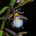 Epipactis palustris, Orchid