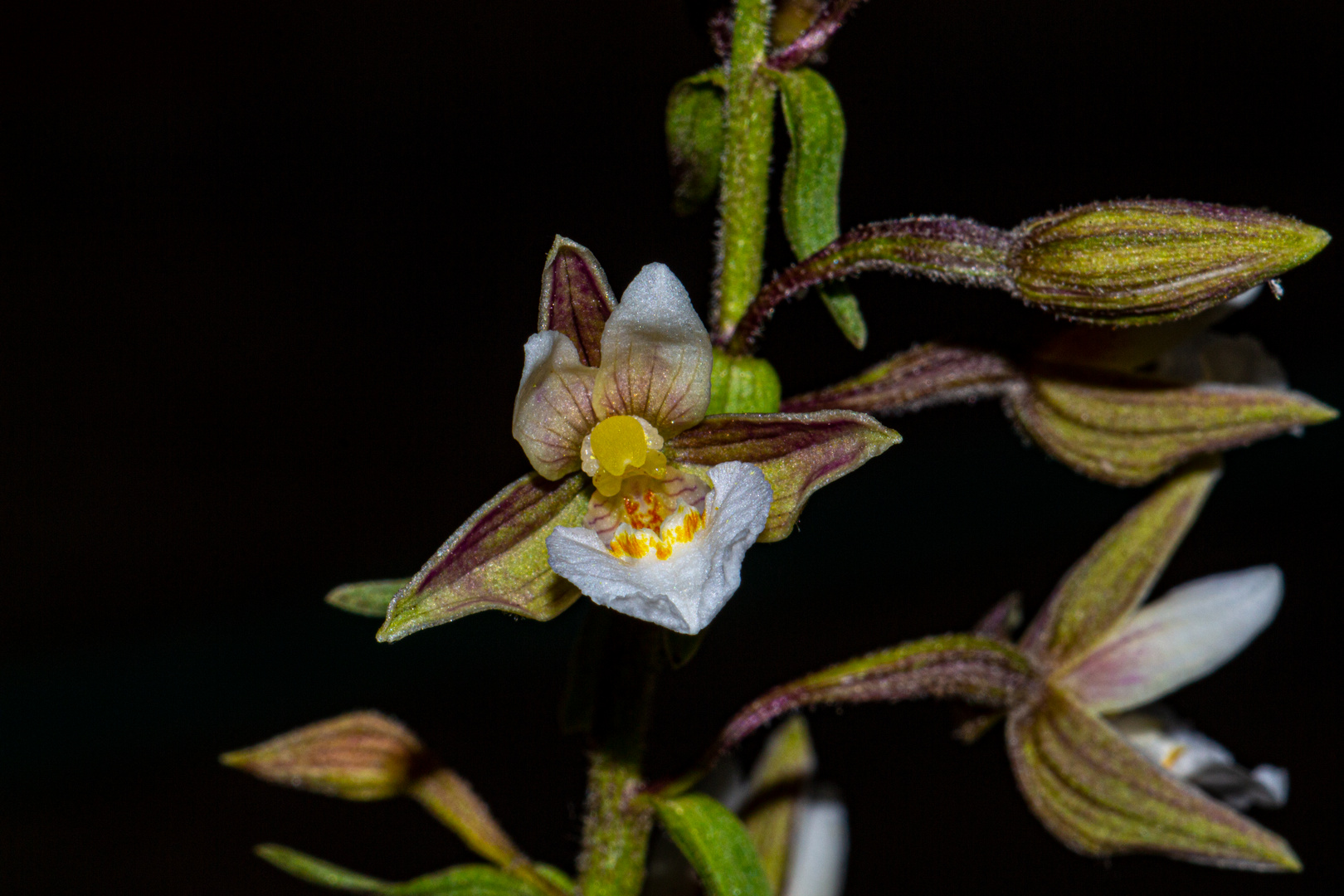 Epipactis palustris, Orchid