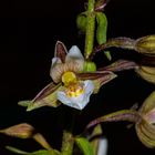 Epipactis palustris, Orchid