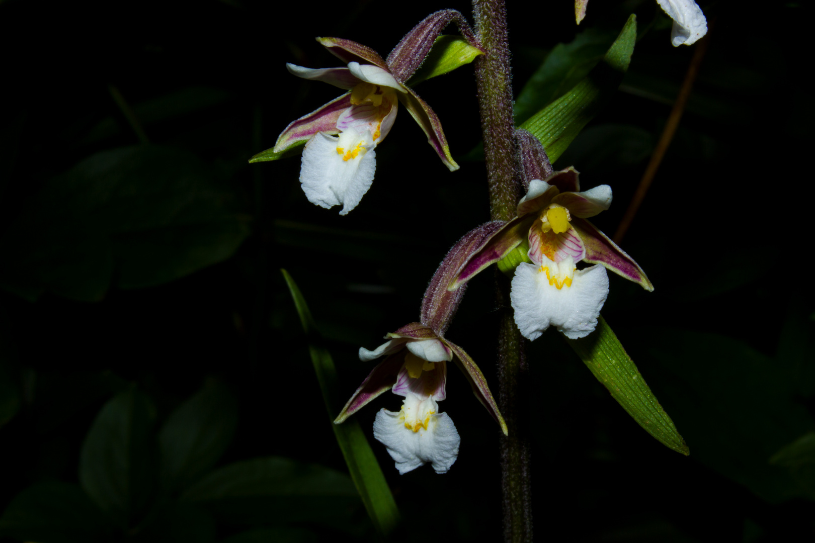 Epipactis palustris, Orchid