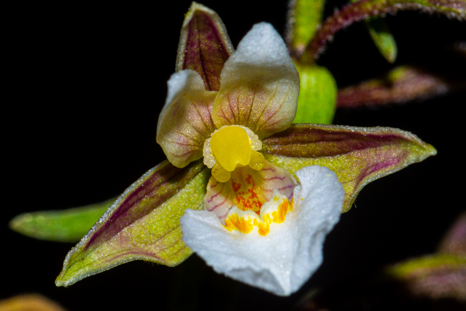 Epipactis palustris, Orchid