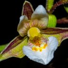 Epipactis palustris, Orchid