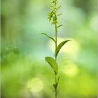 ~ Epipactis phyllanthes ~