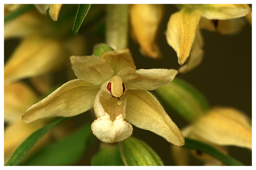 Epipactis purpurata, gelb..