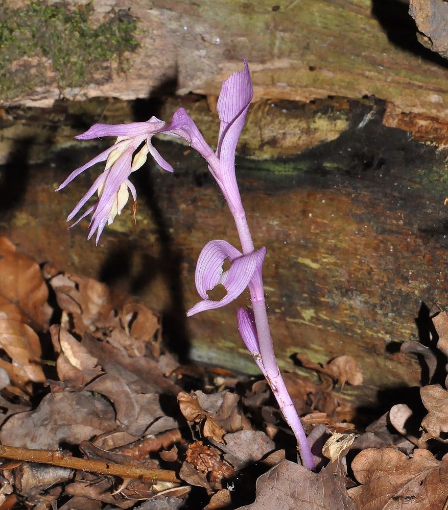 Epipactis purpurea var.rosea - 15.7.13 - Hessen/Diemelstadt