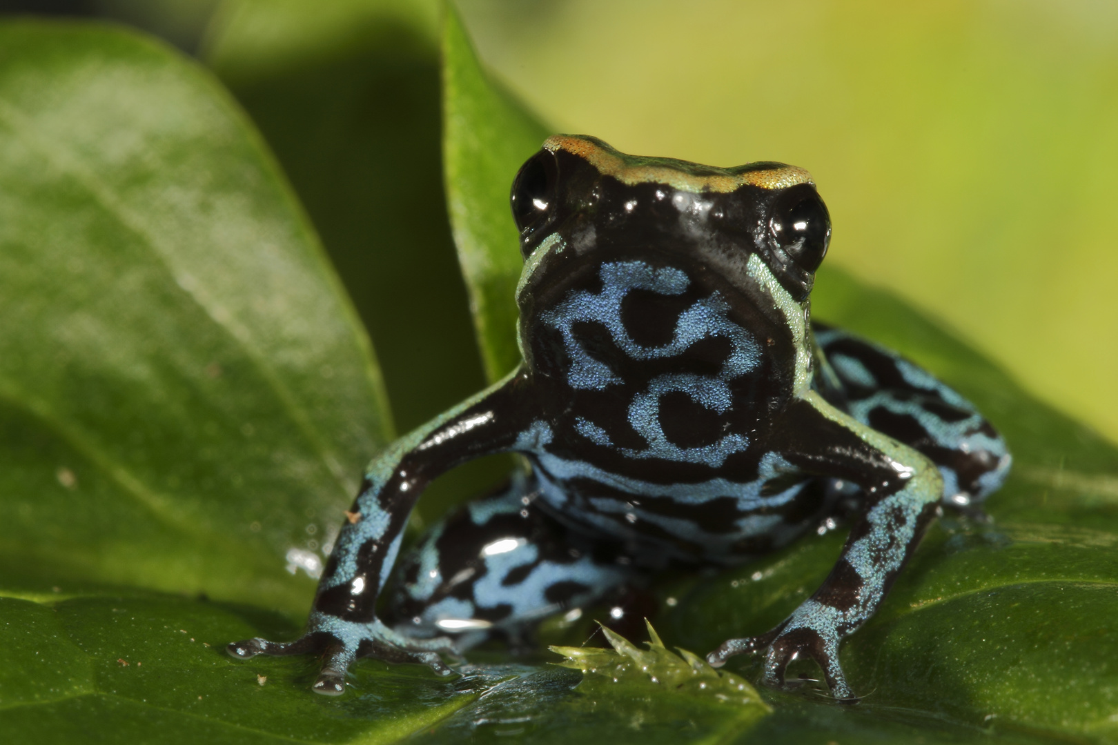 Epipedobates azureiventris