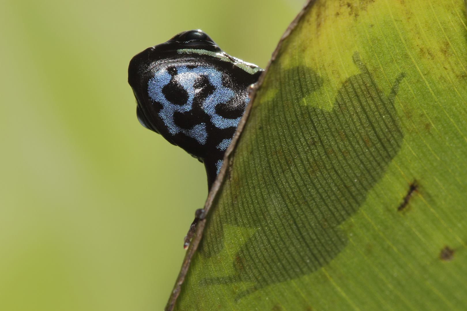 Epipedobates azureveintris