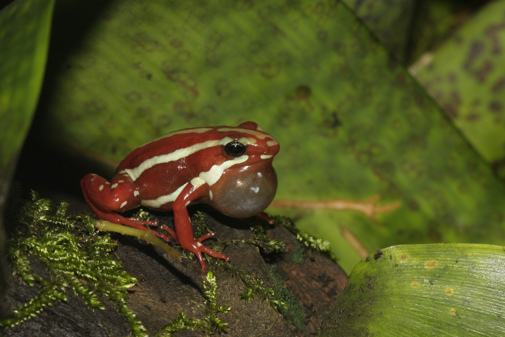 Epipedobates tricolor