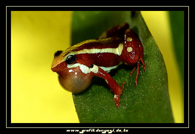 Epipedobates tricolor Dreistreifen Blattsteiger