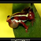 Epipedobates tricolor Dreistreifen Blattsteiger