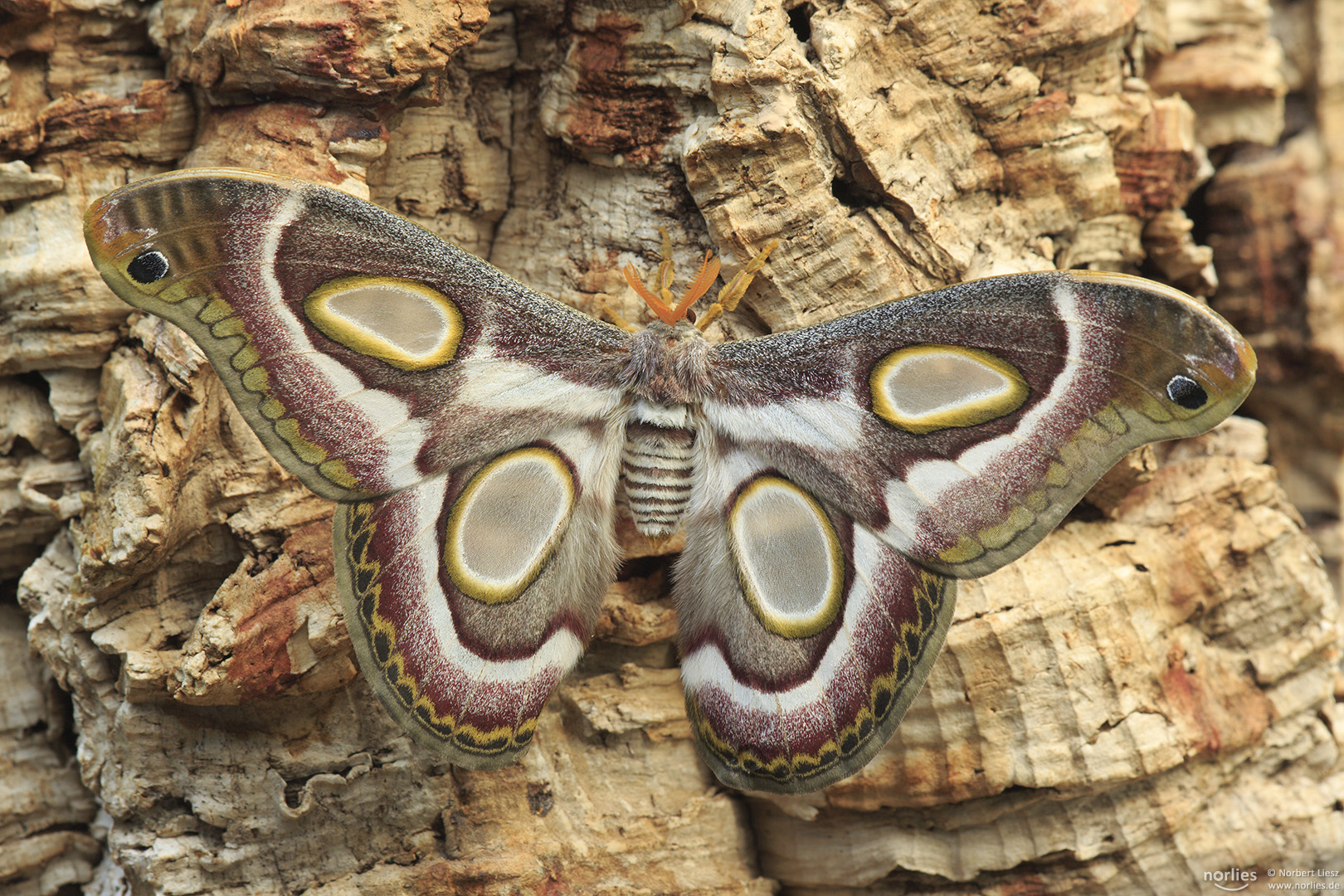 epiphora mythimnia