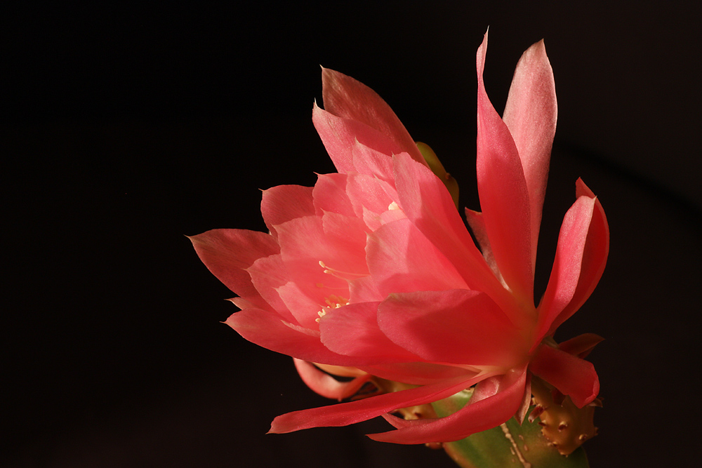 Epiphyllum