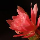 Epiphyllum