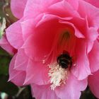 Epiphyllum 