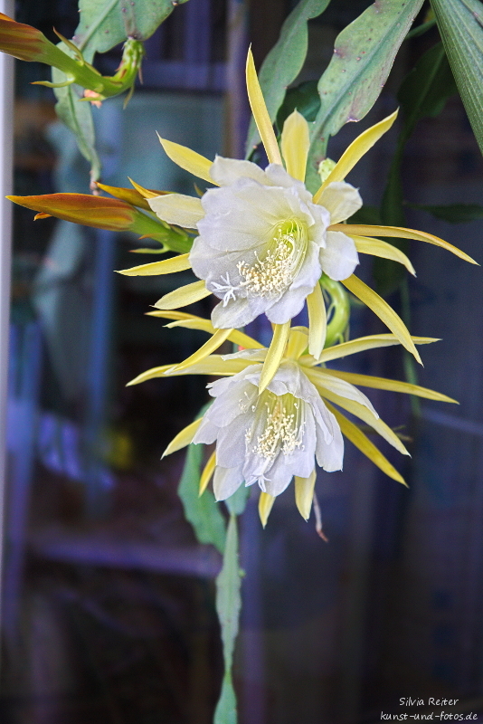 Epiphyllum