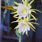 Epiphyllum