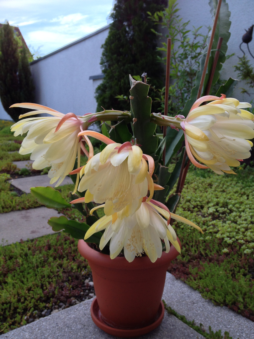 Epiphyllum