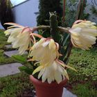 Epiphyllum