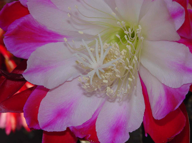 Epiphyllum