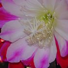 Epiphyllum