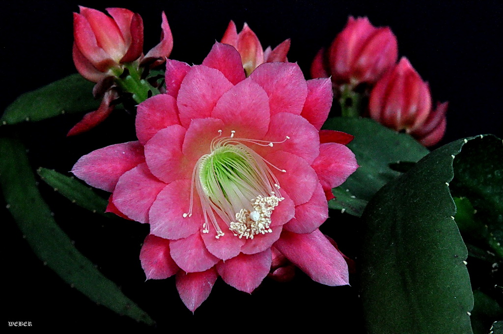 Epiphyllum