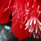 Epiphyllum