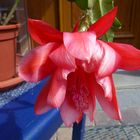 Epiphyllum blattkaktus