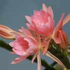 Epiphyllum ( Blattkaktus )