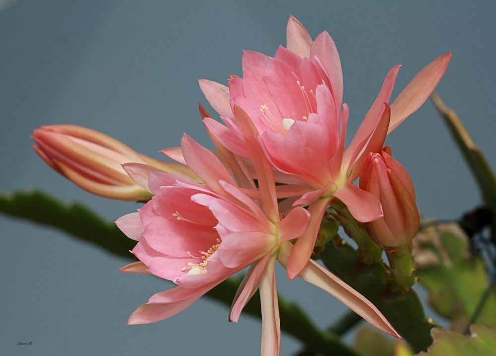 Epiphyllum ( Blattkaktus )