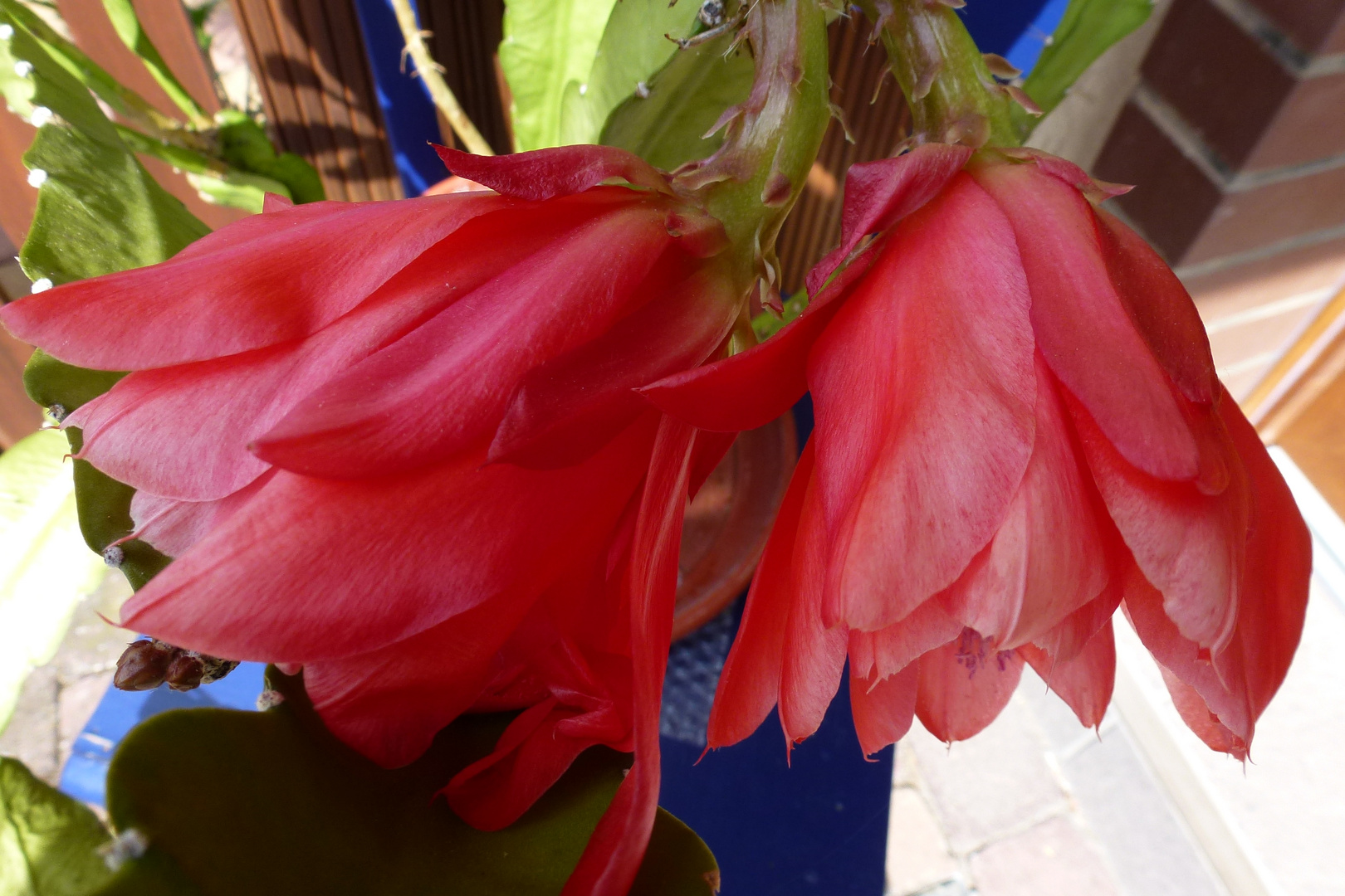 Epiphyllum blattkaktus n.2