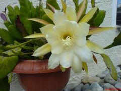 Epiphyllum-Blüte