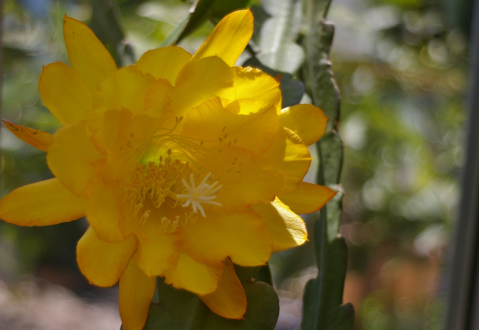 Epiphyllum-Chiba Lovely