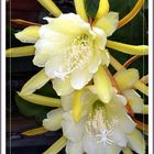 Epiphyllum crenatum ss