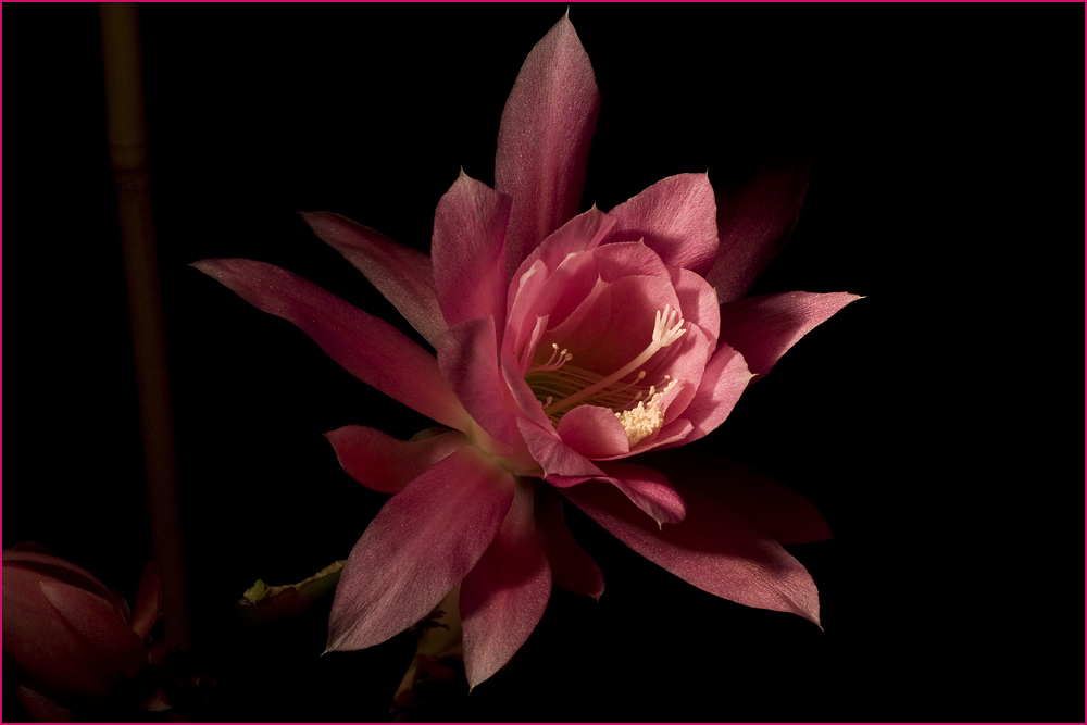 Epiphyllum - die vollkommene Blüte