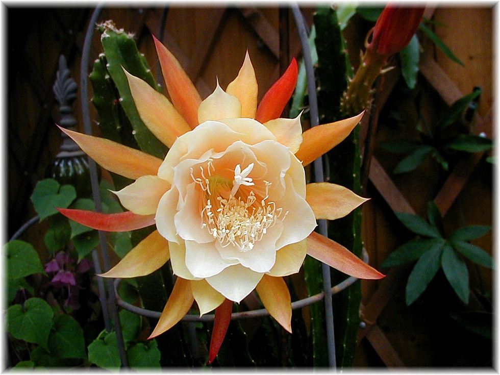 Epiphyllum Dr. Rudi Dorsch