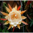 Epiphyllum Dr. Rudi Dorsch