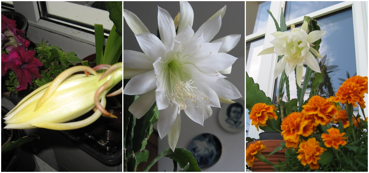 Epiphyllum erblühte 3 Tage 