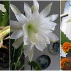 Epiphyllum erblühte 3 Tage 