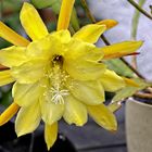 Epiphyllum