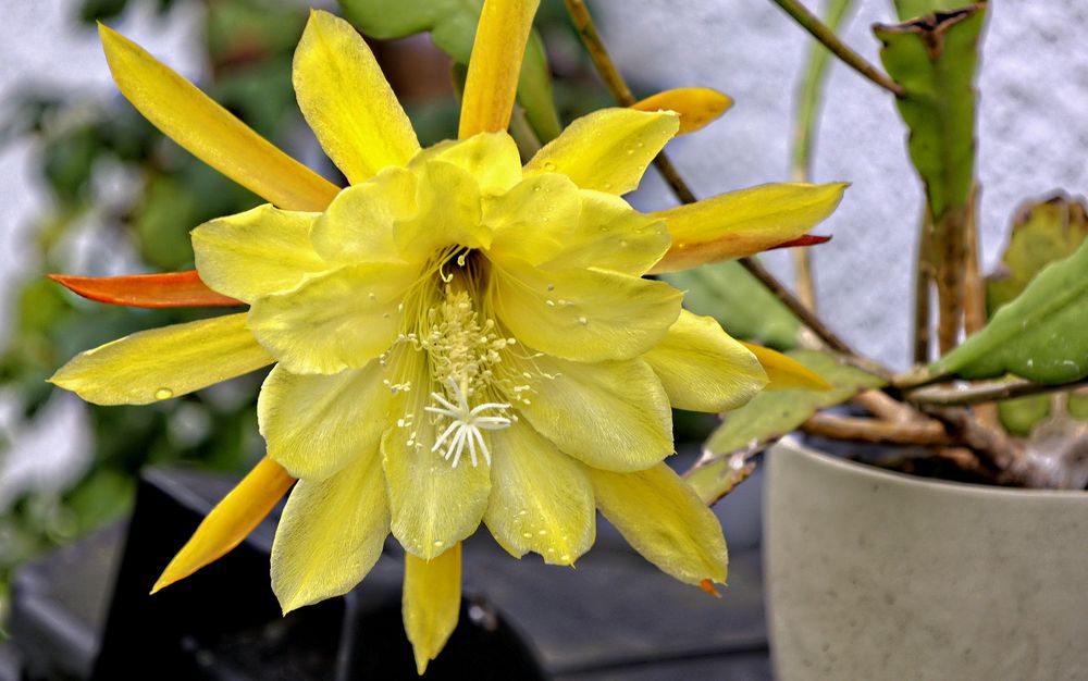 Epiphyllum