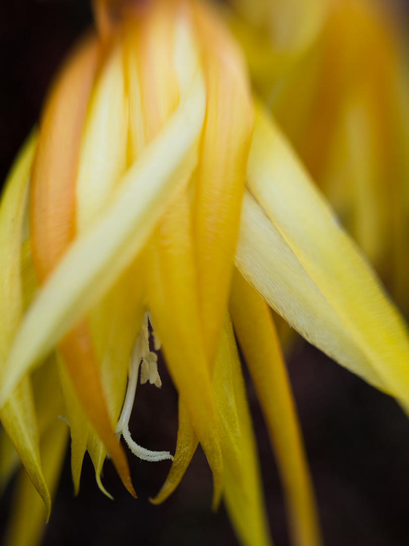 Epiphyllum "Frühlingsgold"
