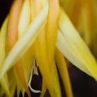 Epiphyllum "Frühlingsgold"