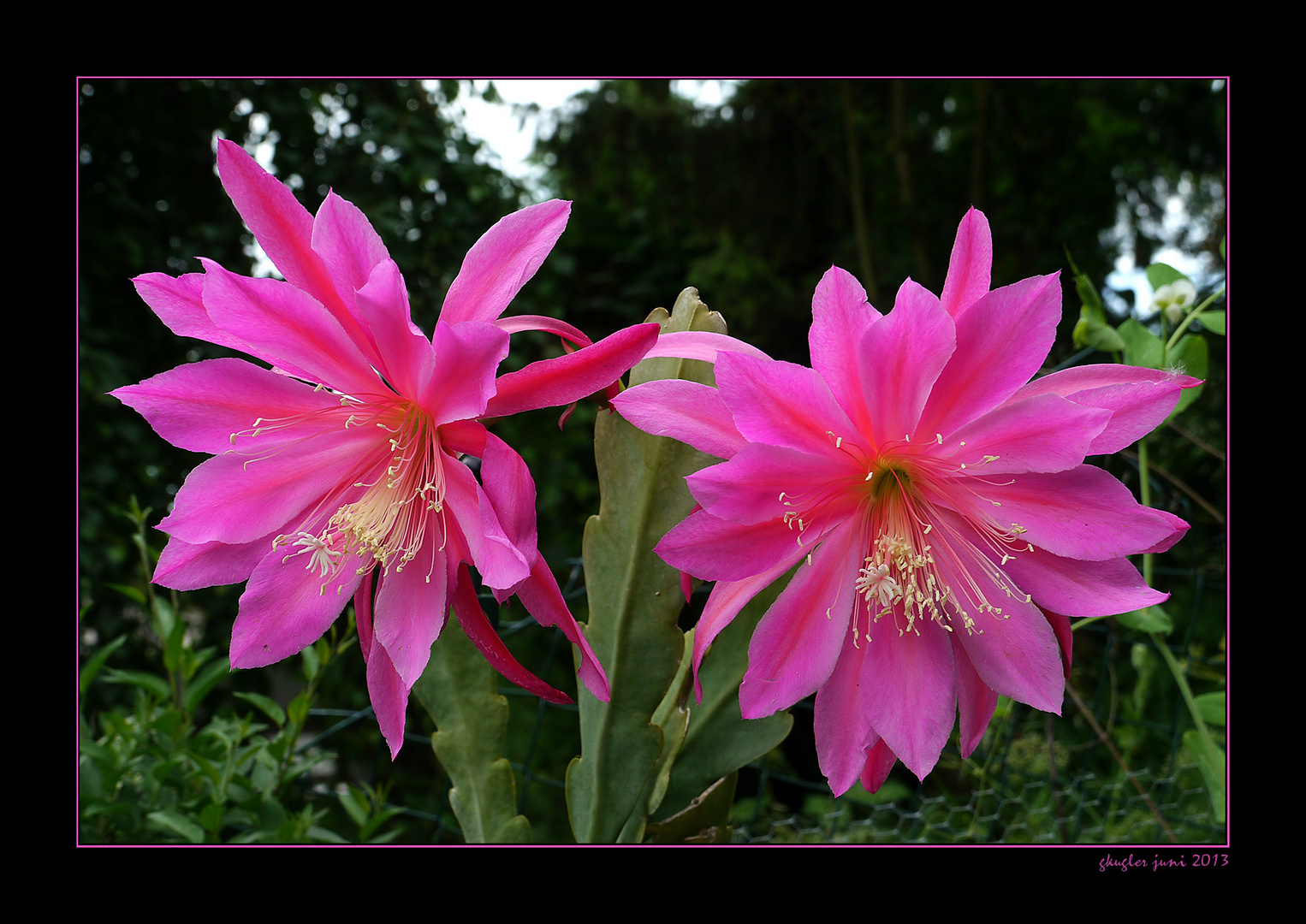 Epiphyllum Hybride