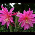 Epiphyllum Hybride